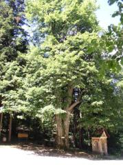 The pass Lipa (Lime tree) was named after the tree by the side of the road connecting Šmartno ob Dreti and Vransko